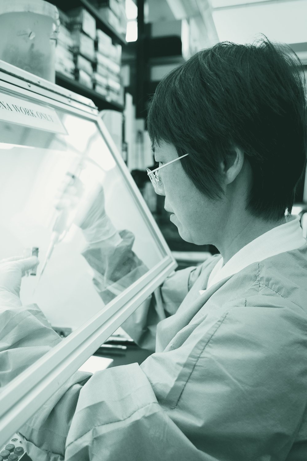A laboratory scientist working at a biological safety cabinet