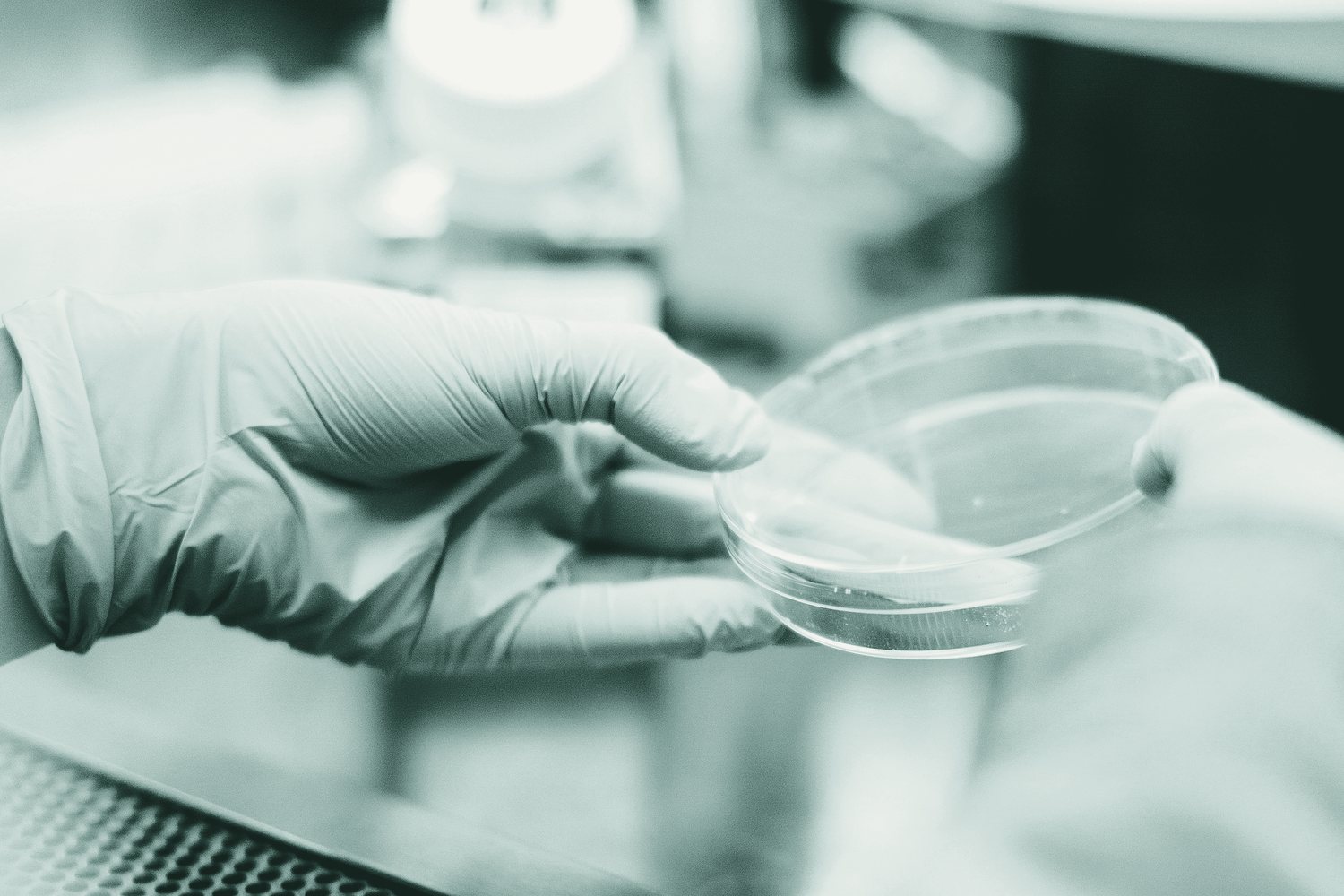 A gloved hand holding a petri dish in a laboratory